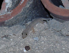 Hemidactylus flaviviridis