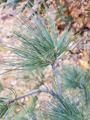 Pinus strobiformis
