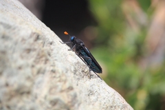 Paramydas igniticornis