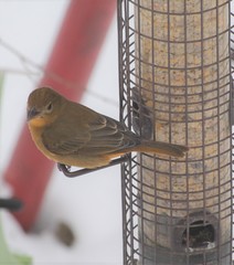 Piranga rubra