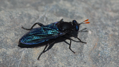 Paramydas igniticornis