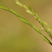 Perennial Ryegrass - Photo (c) José Luis Romero Rego, some rights reserved (CC BY-NC)