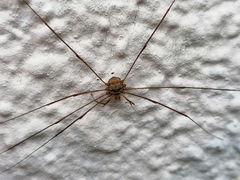 Dicranopalpus ramosus