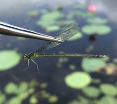 Paracercion v-nigrum