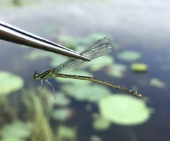 Paracercion v-nigrum