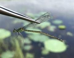 Paracercion v-nigrum