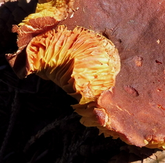 Phylloporus pelletieri