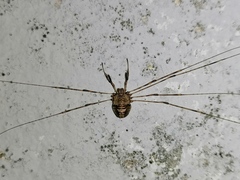 Dicranopalpus ramosus