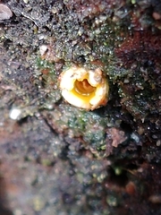 Sphaerobolus stellatus