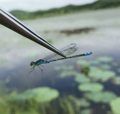 Paracercion v-nigrum