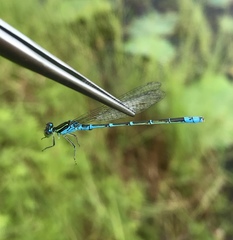 Paracercion v-nigrum