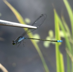 Paracercion calamorum calamorum