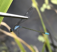 Paracercion calamorum calamorum