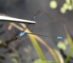 Paracercion calamorum calamorum