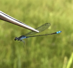 Paracercion calamorum calamorum