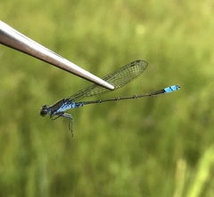 Paracercion calamorum calamorum