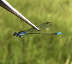 Paracercion calamorum calamorum