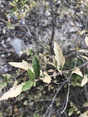 Quercus saltillensis
