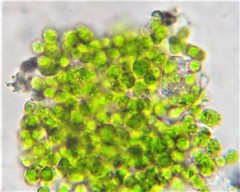 Chlorella