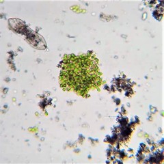 Chlorella