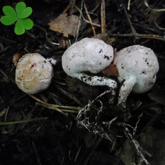 Phallogaster saccatus