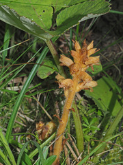 Orobanche flava