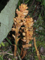 Orobanche flava