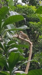 Pycnonotus zeylanicus