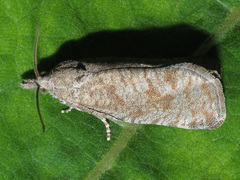 Epiblema grandaevana