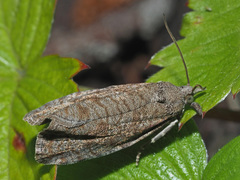 Epiblema grandaevana