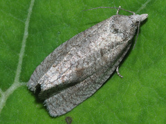 Epiblema grandaevana