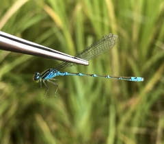 Paracercion v-nigrum