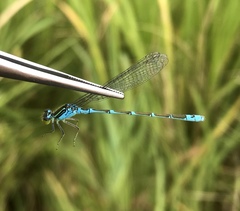 Paracercion v-nigrum