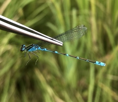 Paracercion v-nigrum