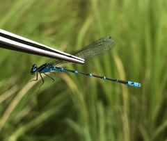 Paracercion v-nigrum