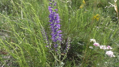 Veronica spicata