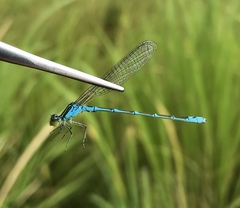 Paracercion v-nigrum