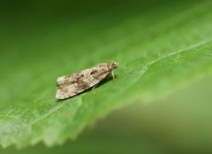 Syricoris