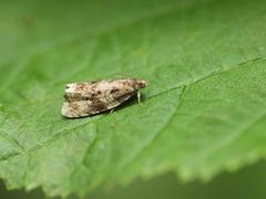 Syricoris