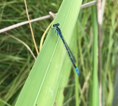 Paracercion v-nigrum