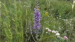 Veronica spicata
