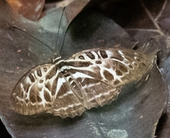 Catuna angustatum