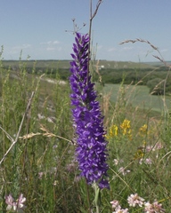 Veronica spicata