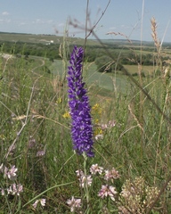 Veronica spicata