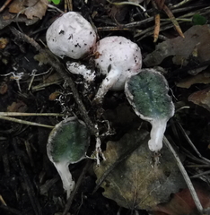 Phallogaster saccatus