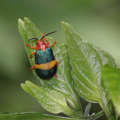 Austrochorina consularis