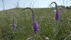 Veronica spicata