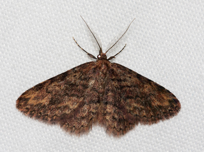 Mycterophora rubricans