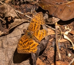 Apectinaria
