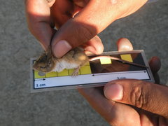 Chaetodipus hispidus